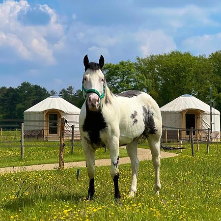 Magnolia Hoeve - Unieke Bestemming Voor Paardenliefhebbers En Bijzondere Overnachtingen In De Natuur Ledeacker Exterior photo
