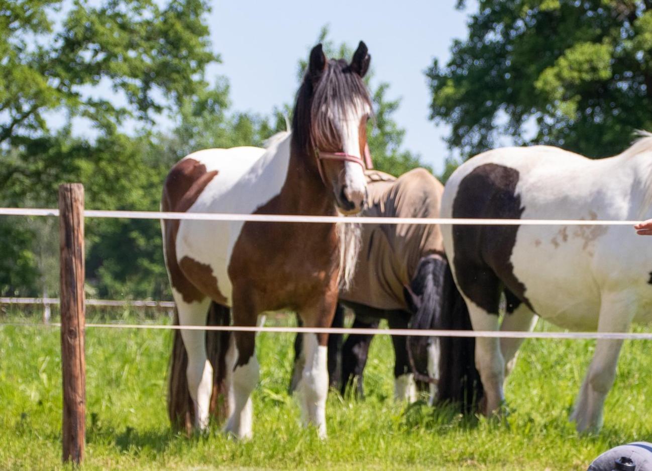 Magnolia Hoeve - Unieke Bestemming Voor Paardenliefhebbers En Bijzondere Overnachtingen In De Natuur Ledeacker Exterior photo