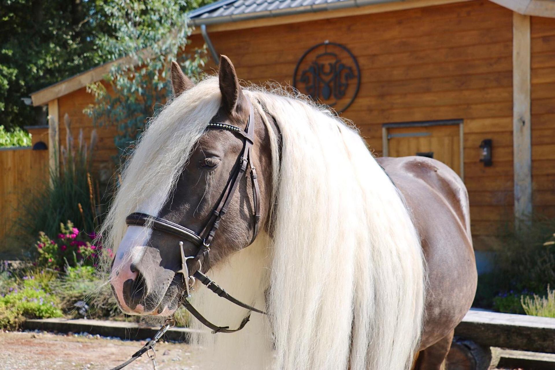 Magnolia Hoeve - Unieke Bestemming Voor Paardenliefhebbers En Bijzondere Overnachtingen In De Natuur Ledeacker Exterior photo