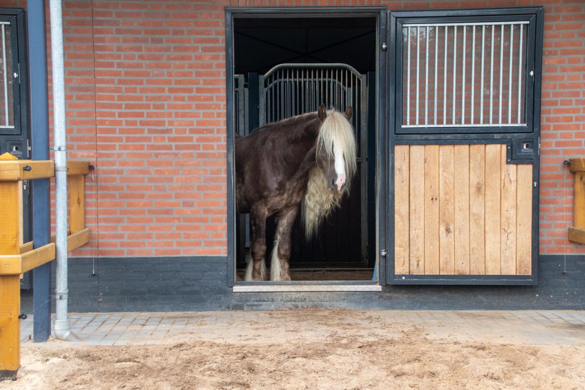 Magnolia Hoeve - Unieke Bestemming Voor Paardenliefhebbers En Bijzondere Overnachtingen In De Natuur Ledeacker Exterior photo