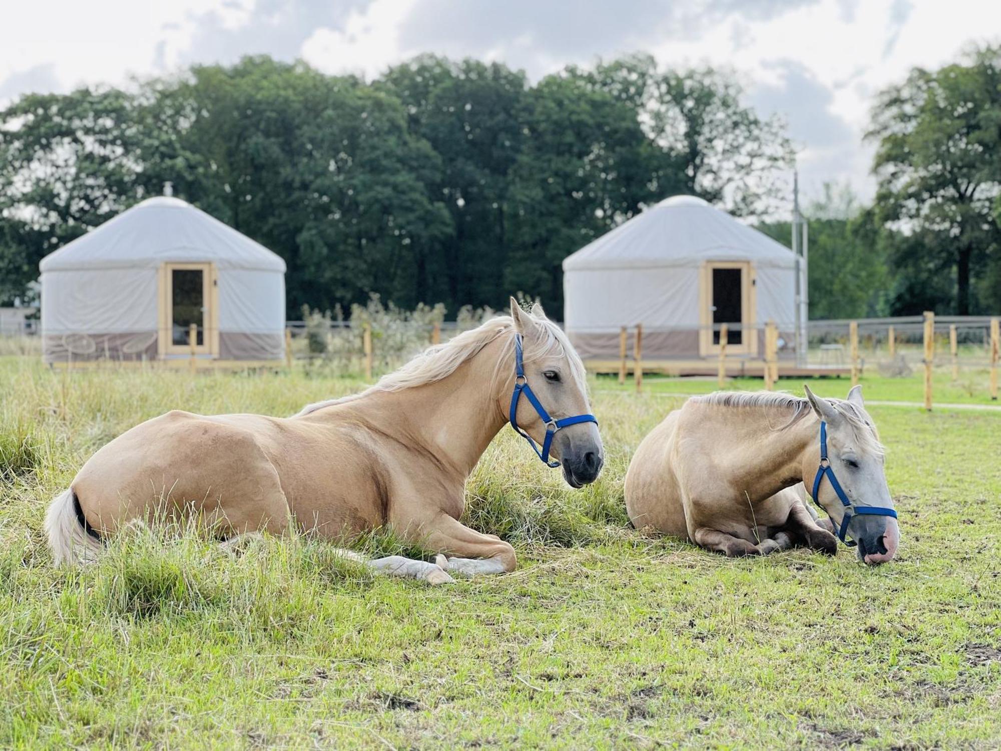 Magnolia Hoeve - Unieke Bestemming Voor Paardenliefhebbers En Bijzondere Overnachtingen In De Natuur Ledeacker Exterior photo