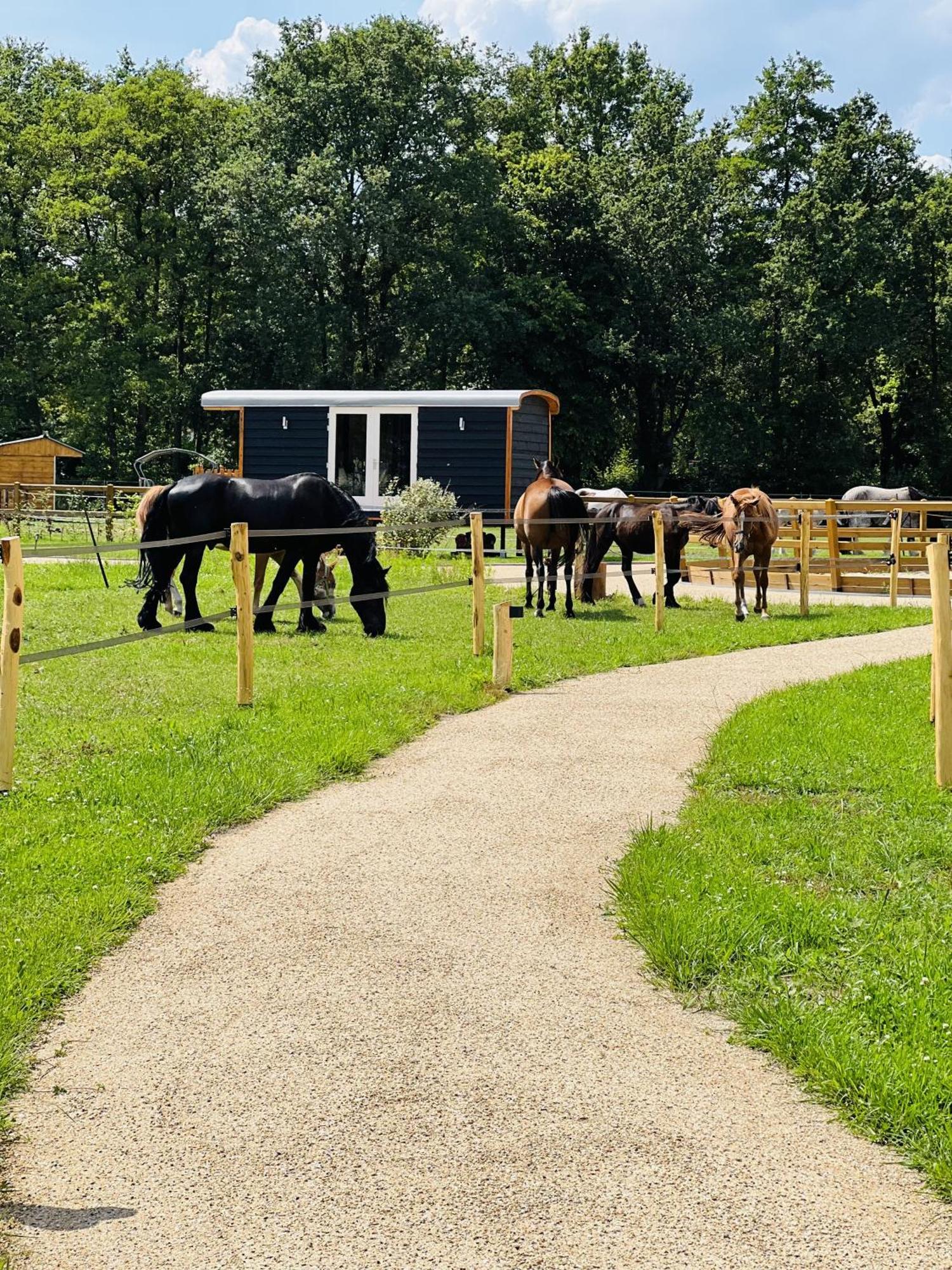 Magnolia Hoeve - Unieke Bestemming Voor Paardenliefhebbers En Bijzondere Overnachtingen In De Natuur Ledeacker Exterior photo