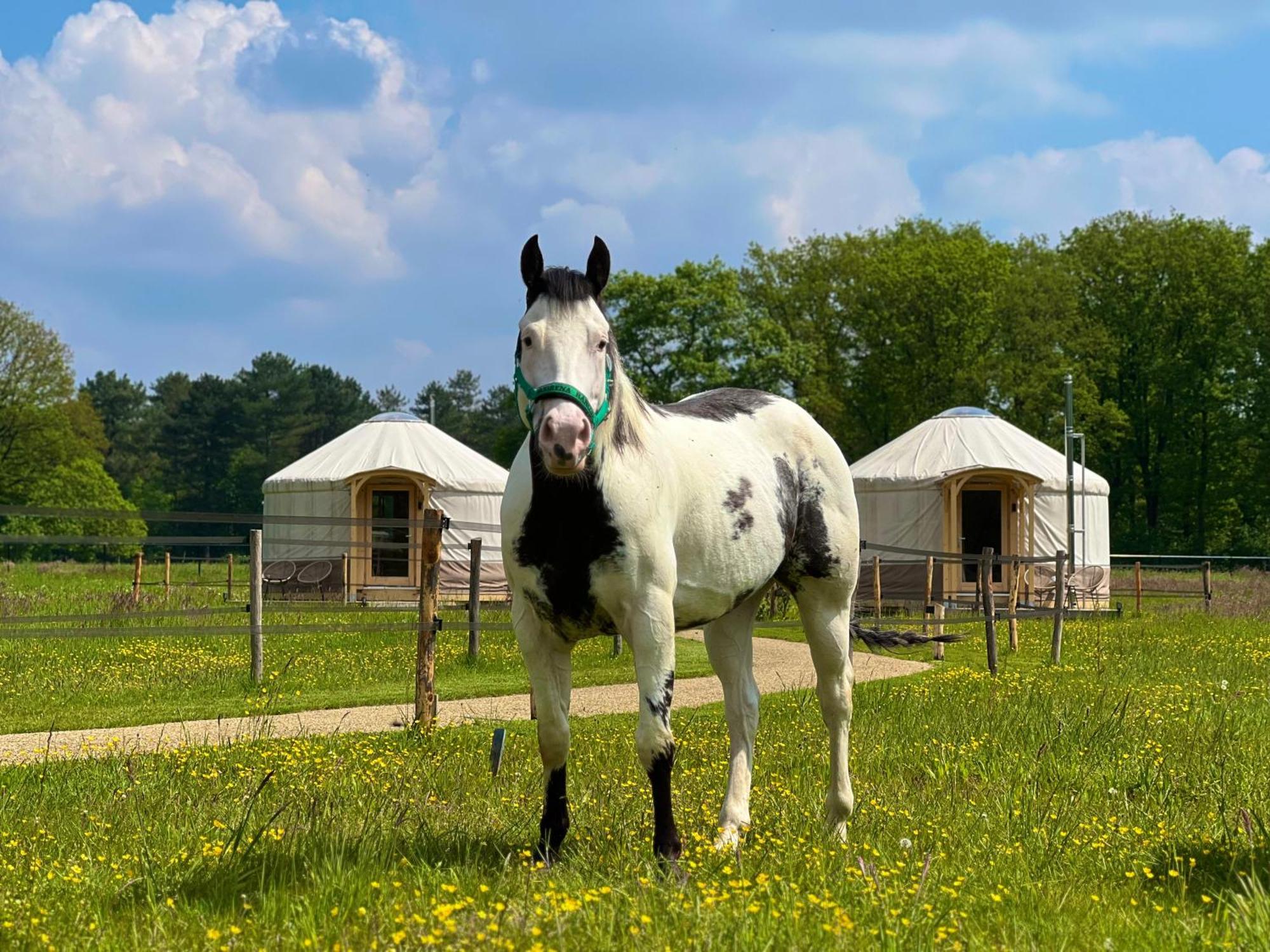 Magnolia Hoeve - Unieke Bestemming Voor Paardenliefhebbers En Bijzondere Overnachtingen In De Natuur Ledeacker Exterior photo