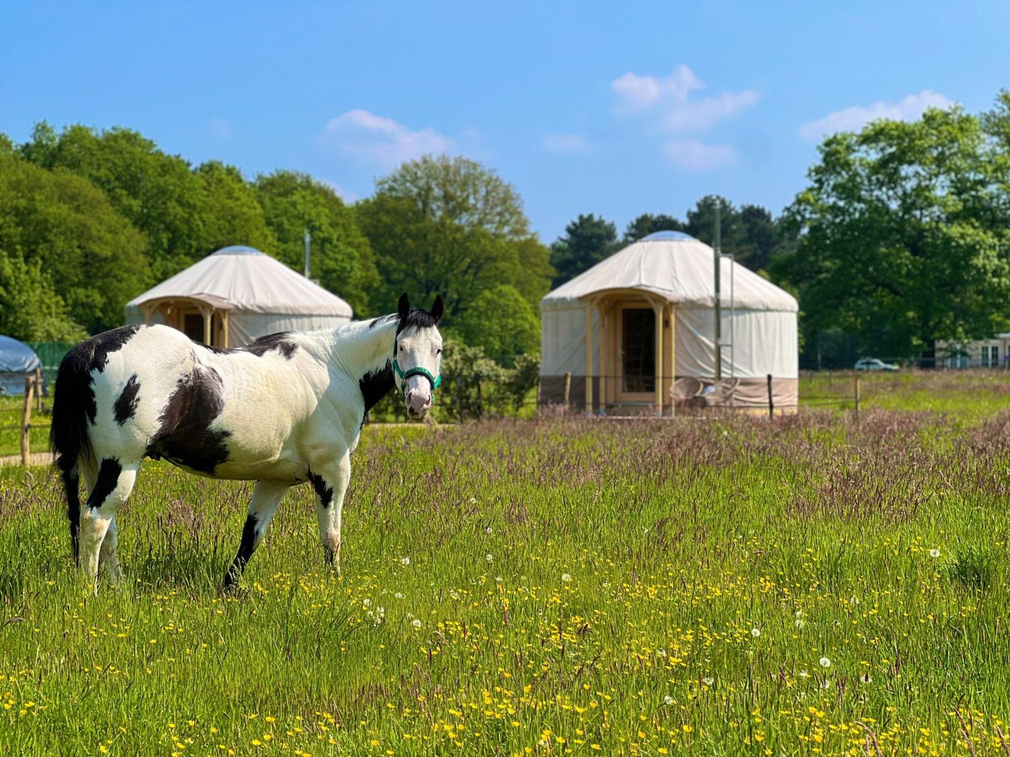 Magnolia Hoeve - Unieke Bestemming Voor Paardenliefhebbers En Bijzondere Overnachtingen In De Natuur Ledeacker Exterior photo